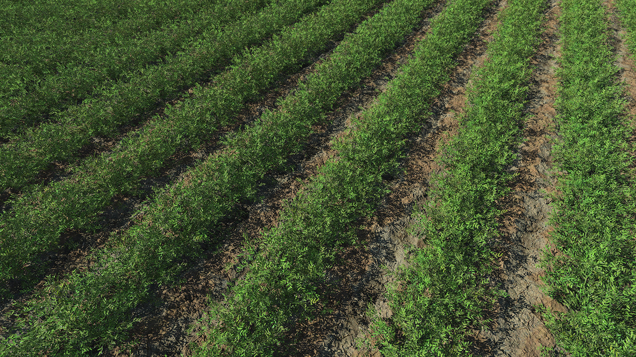 Lentils fields_2