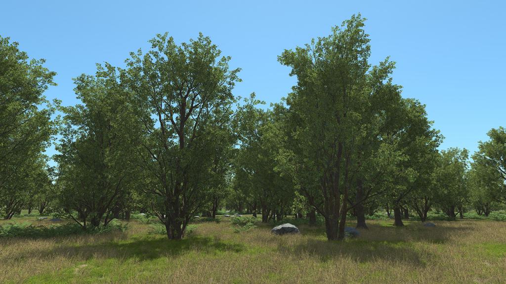 Black Alder Trees