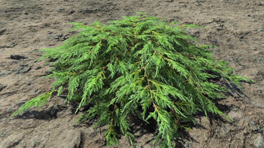 Ornamental junipers