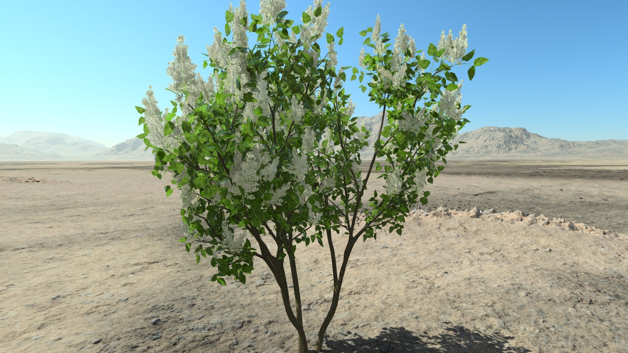 White spring lilacs_2