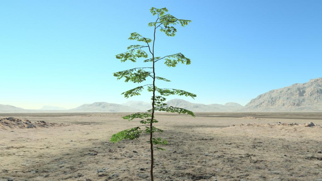 Summer oak saplings