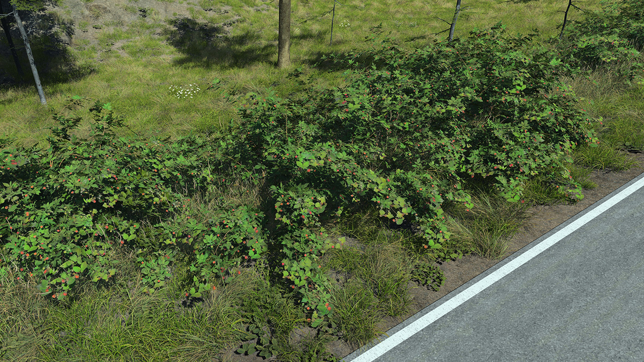 Raspberry_1