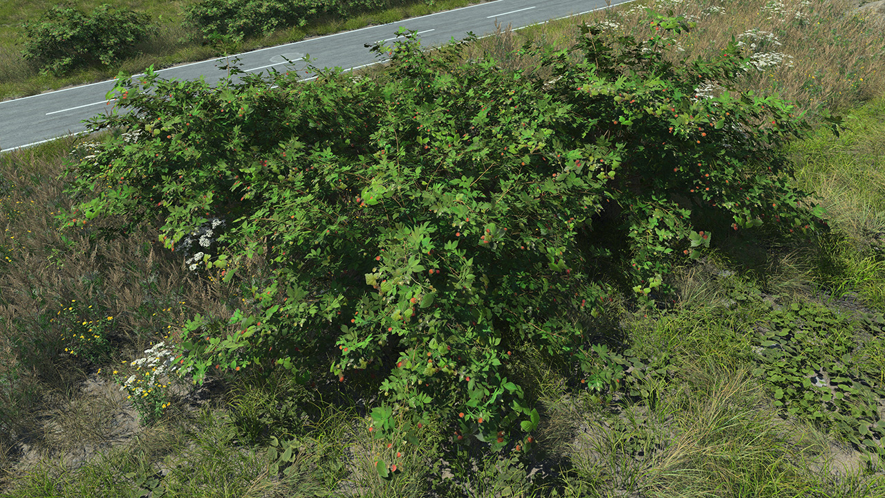 Raspberry_2