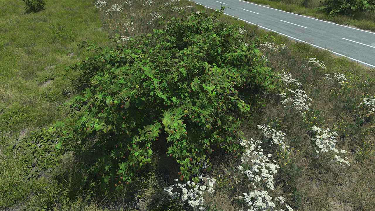 Raspberry_4