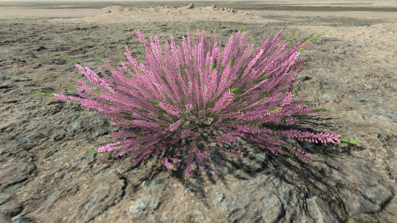 Wild callunas_2