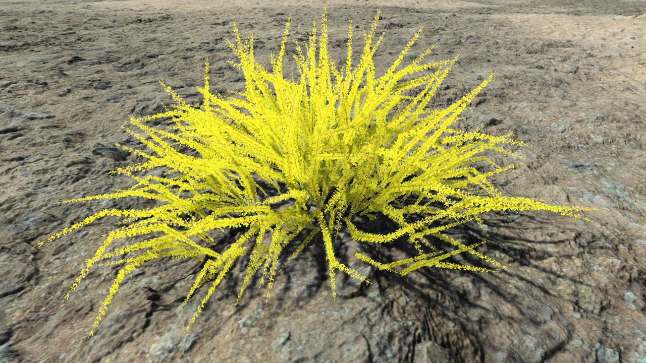 Wild gold estrellas_2