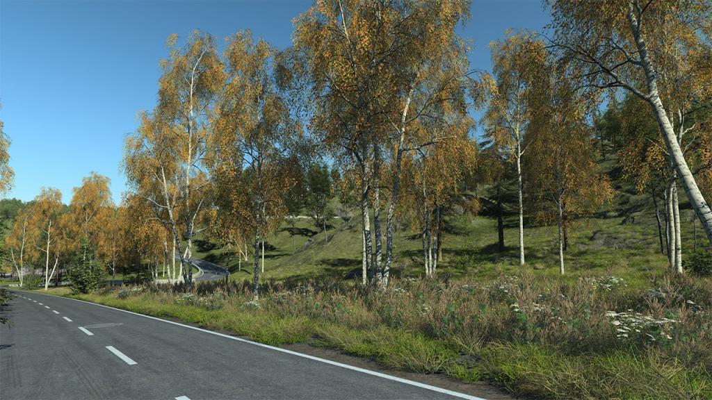 Birch trees in autumn