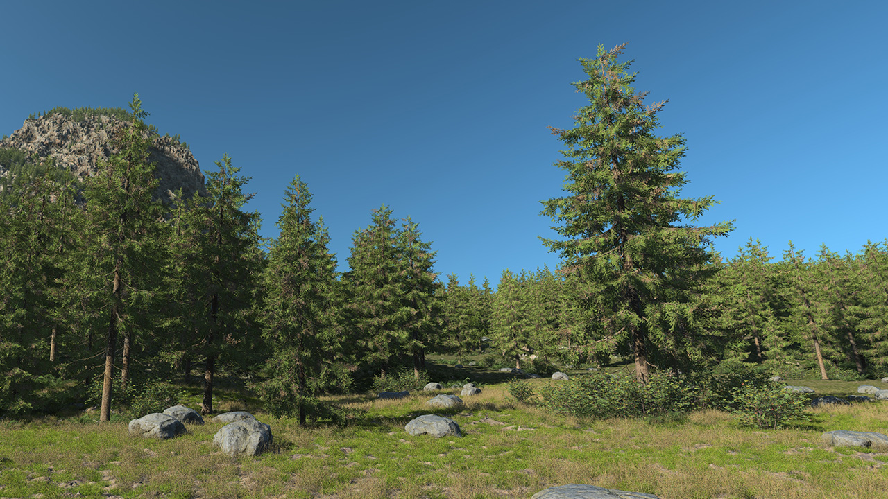 Spruce Trees_0