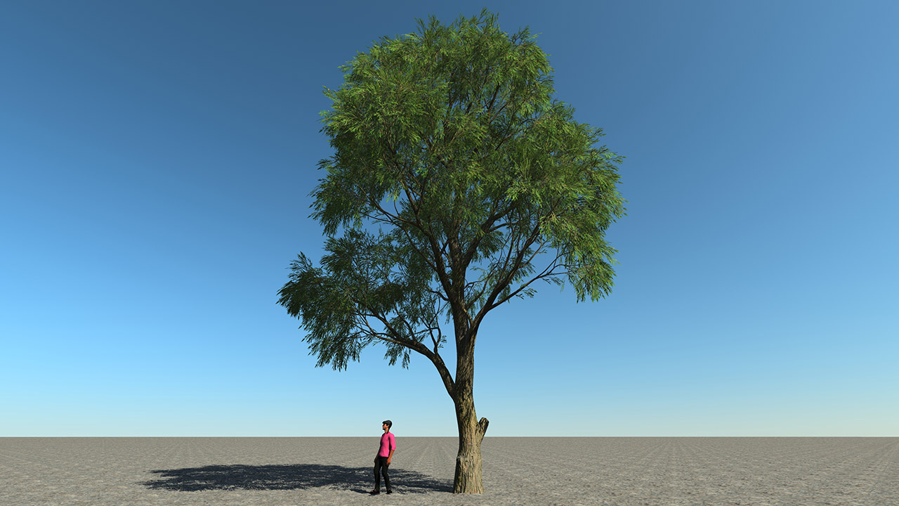 Salix Alba Trees (White willow)_5