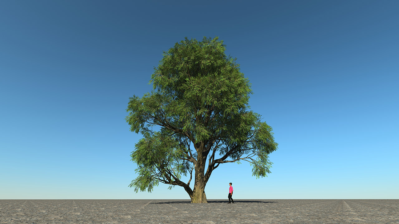 Salix Alba Trees (White willow)_7