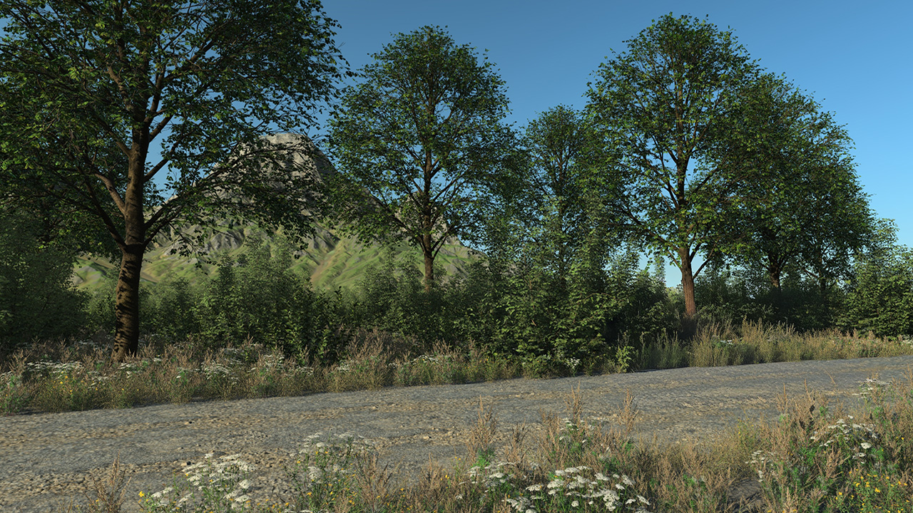 Linden Trees (late‑spring to early‑summer)_0