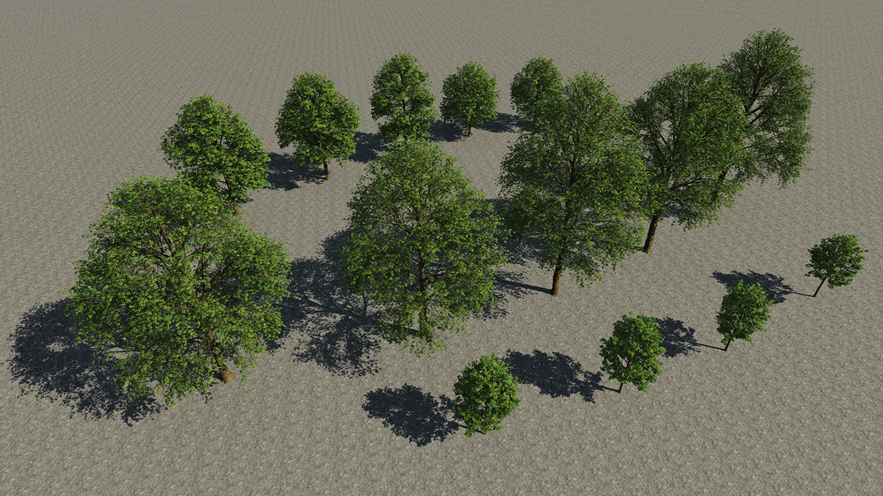 Linden Trees (late‑spring to early‑summer)_1