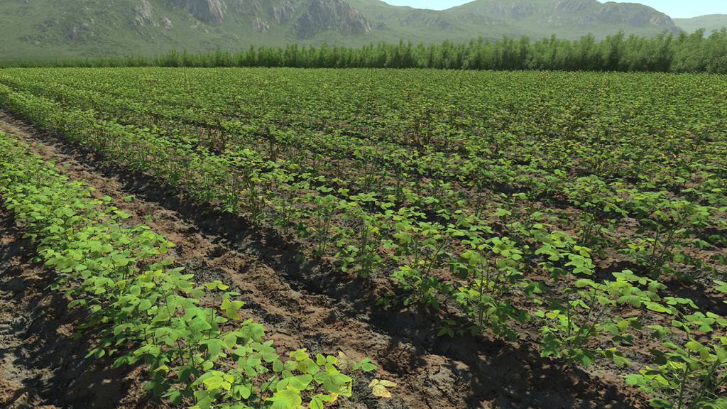 Soybean Plants