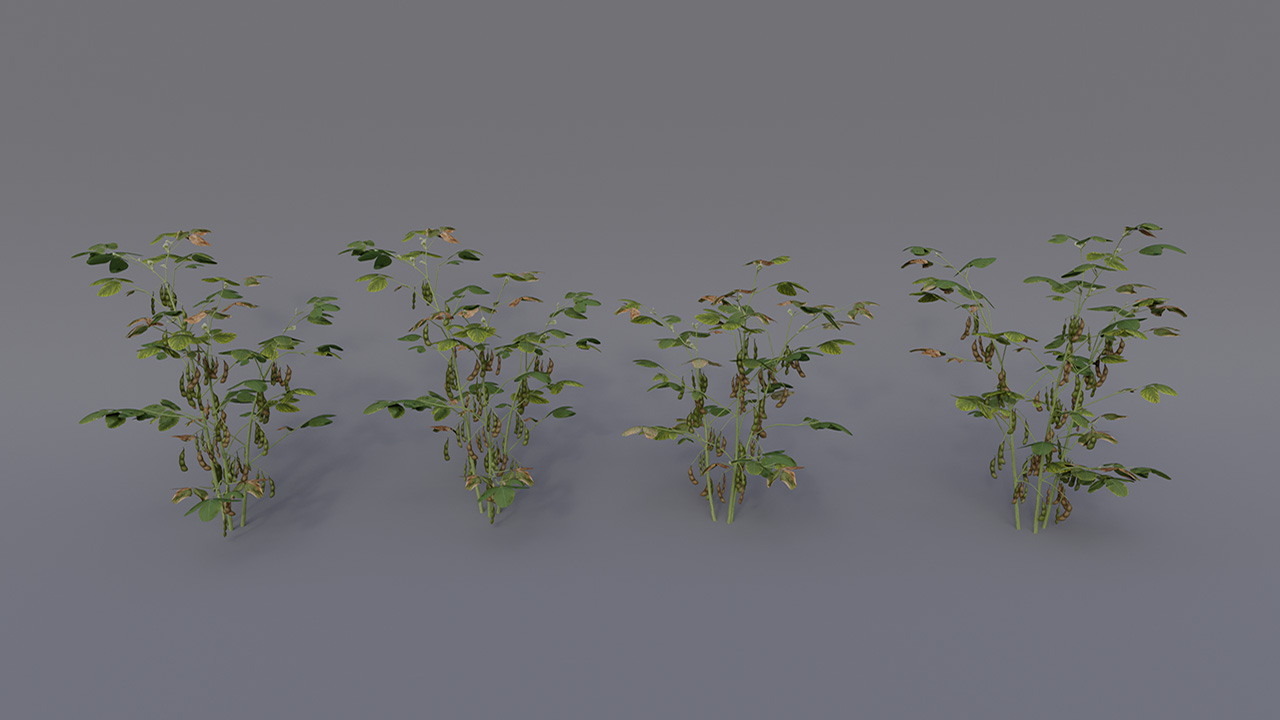Soybean Plants_0