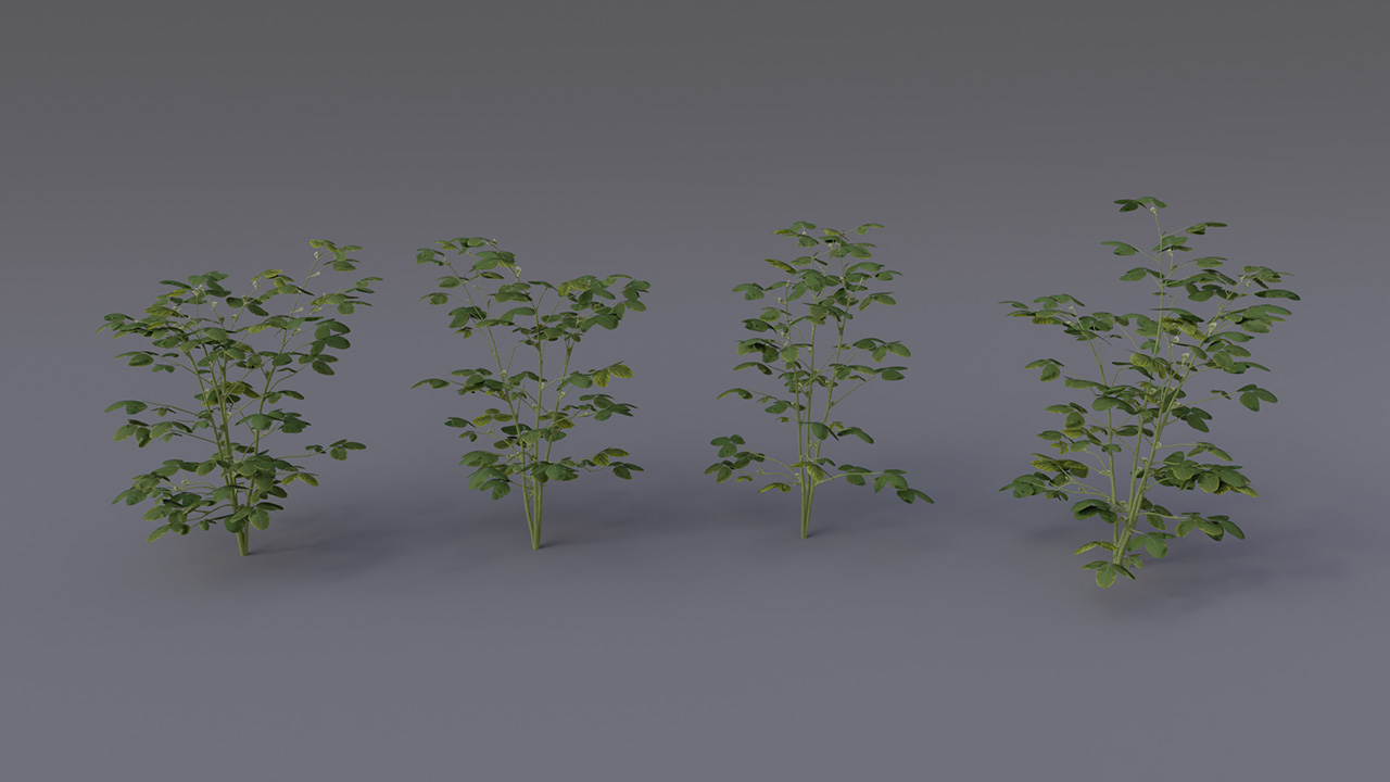 Soybean Plants_1
