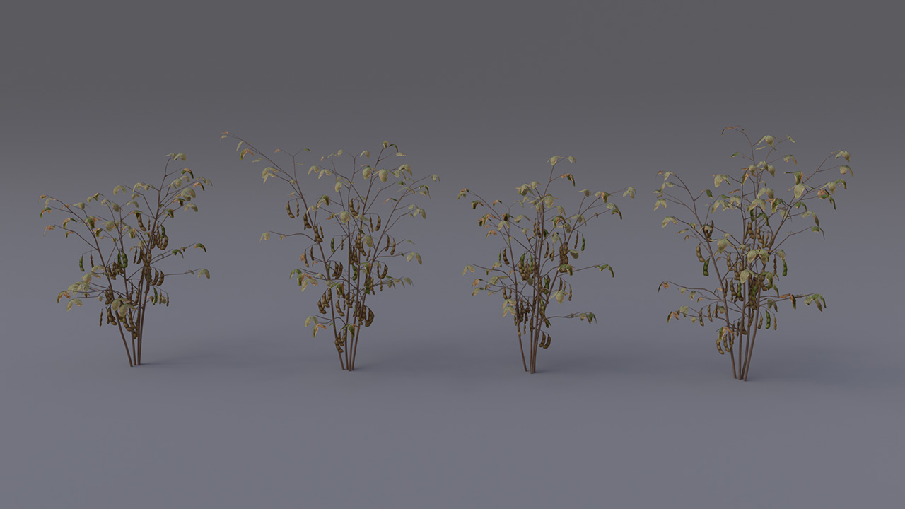 Soybean Plants_2