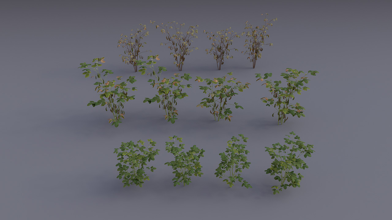 Soybean Plants_3