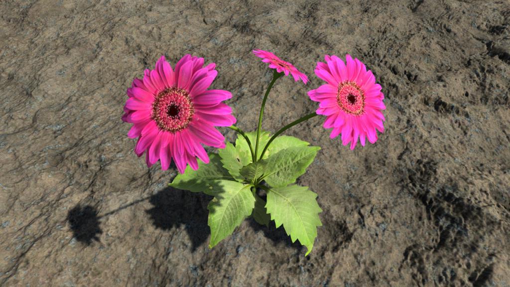 Pink gerberas
