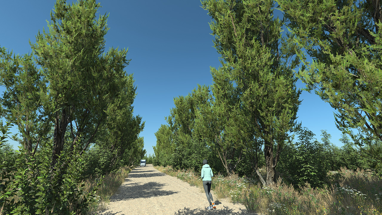 Mediterranean Juniper Trees_1