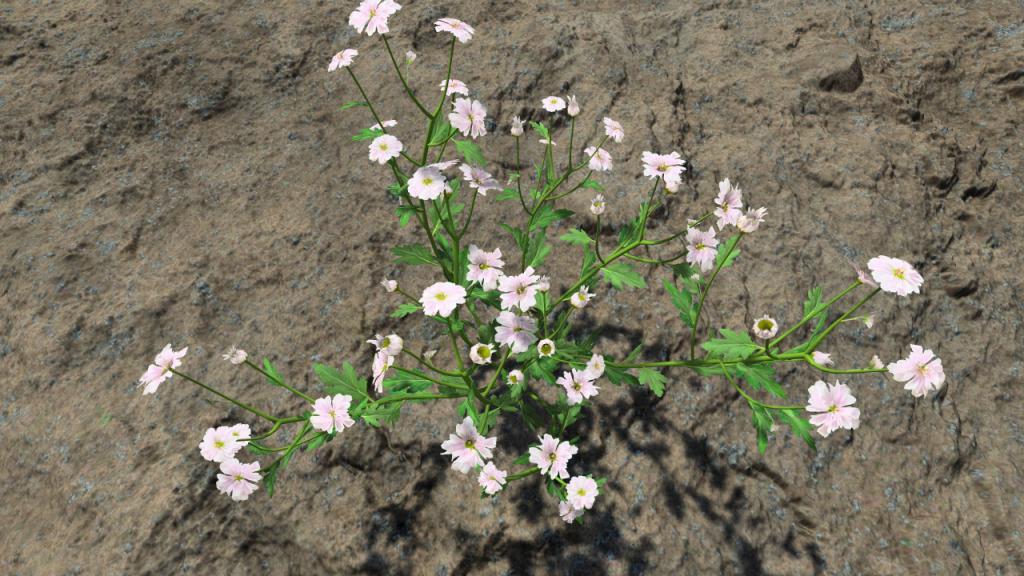 Musk mallows