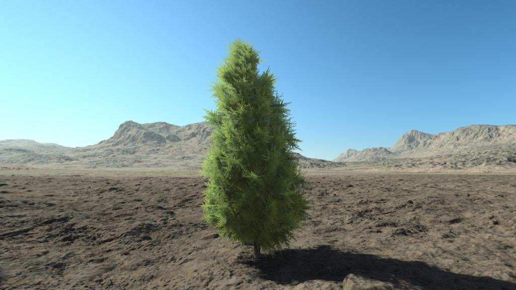 Small thuja hedge