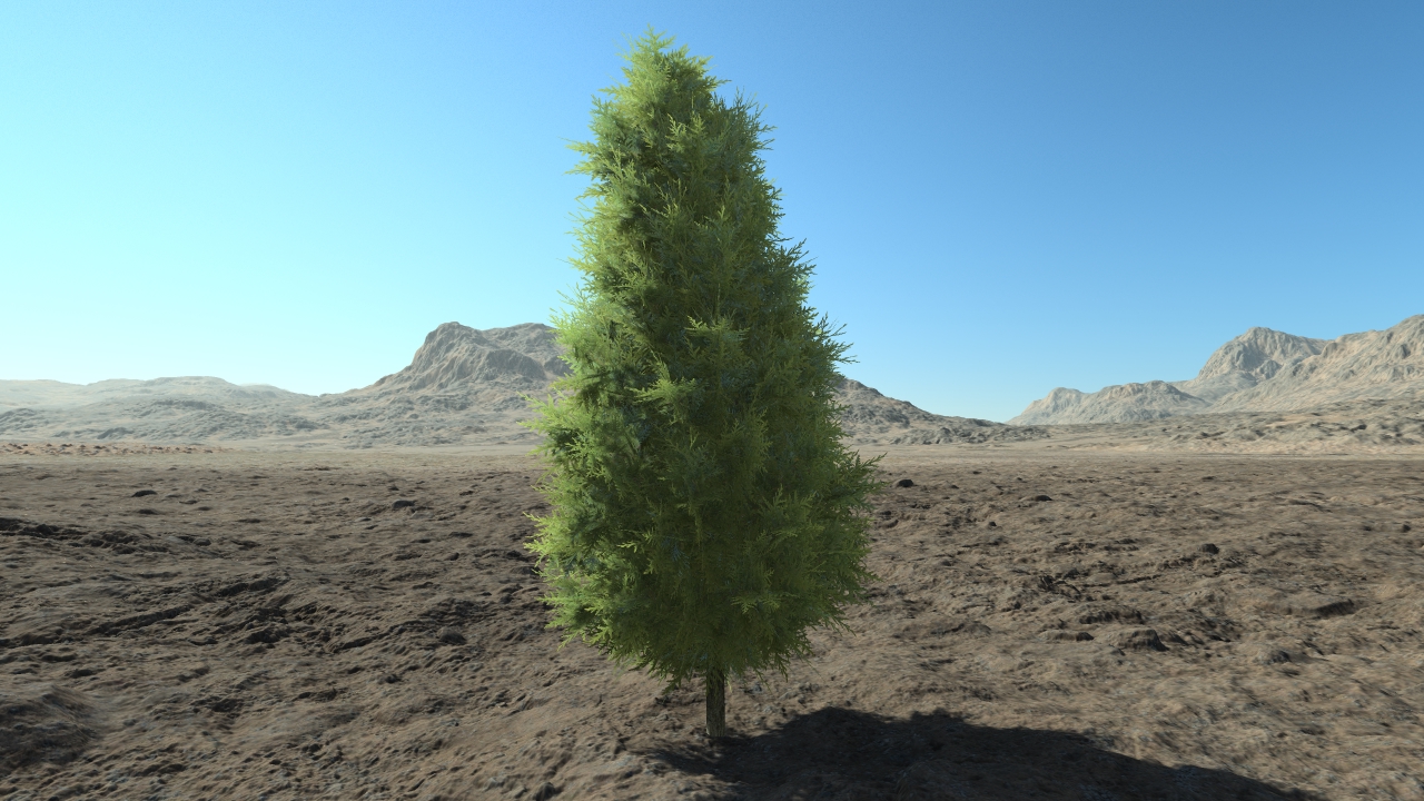 Small thuja hedge_2