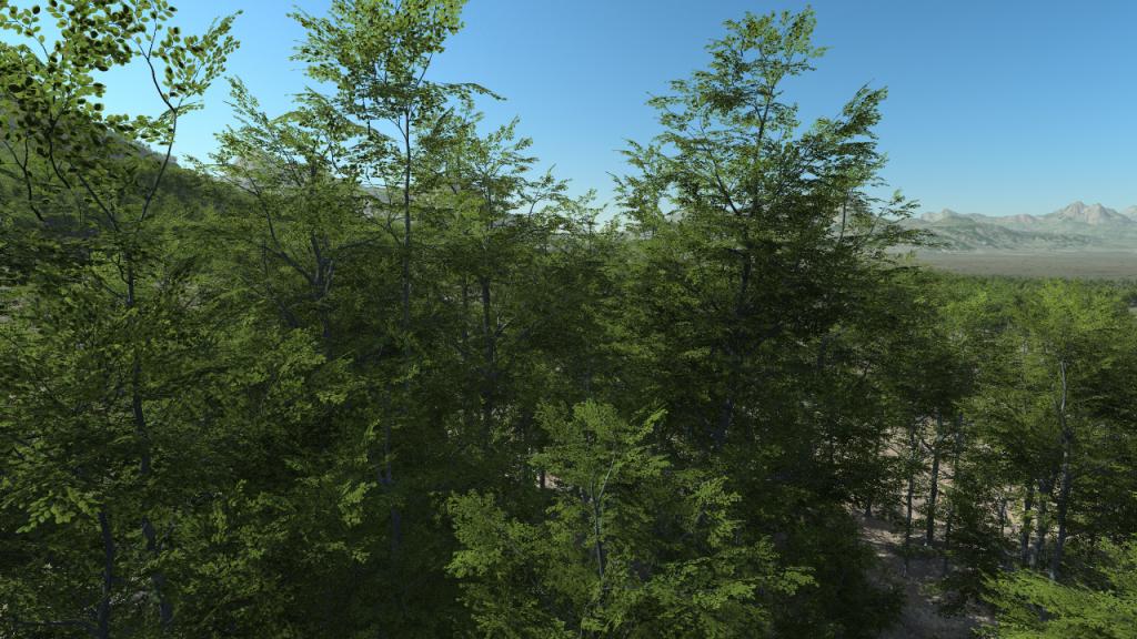 Summer beech trees