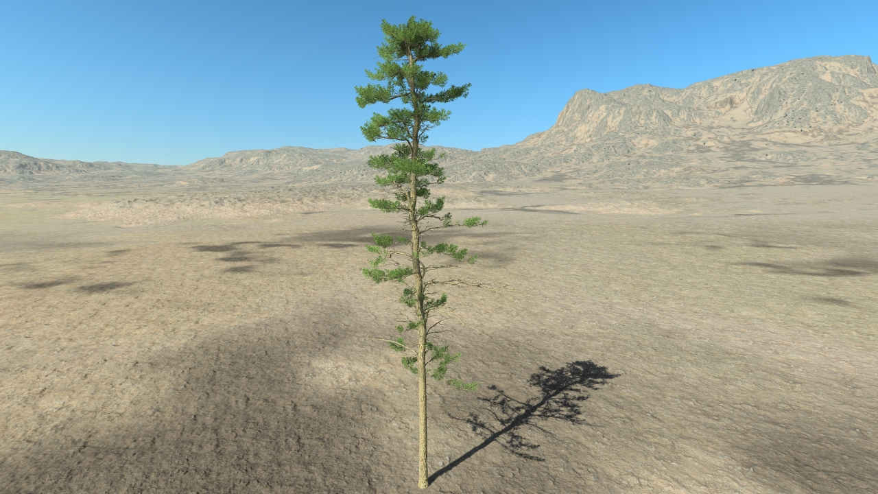 Mediterranean pine trees_4